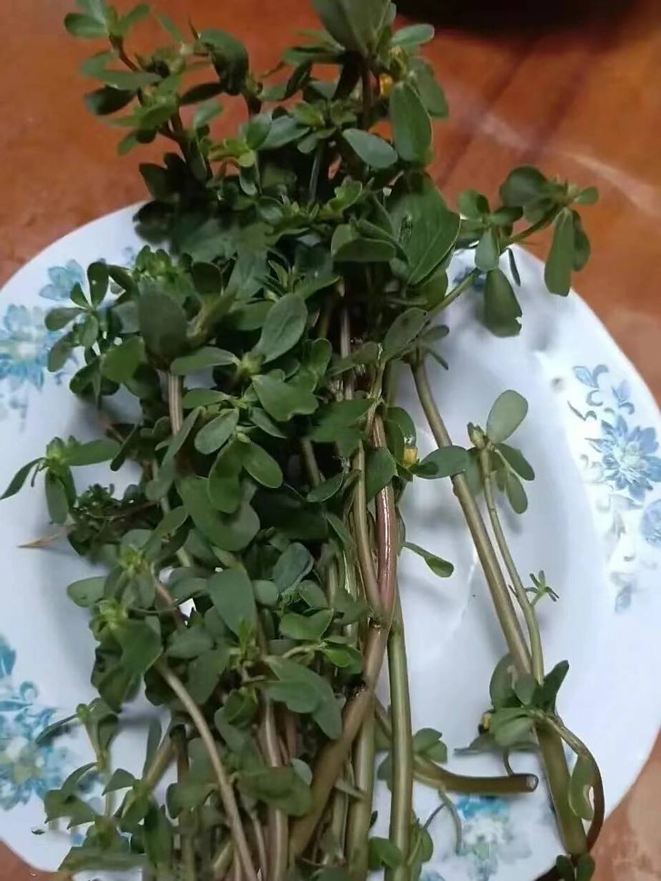 后来遇到一个中药老师给我一个方子,让我找点新鲜的马齿苋熬