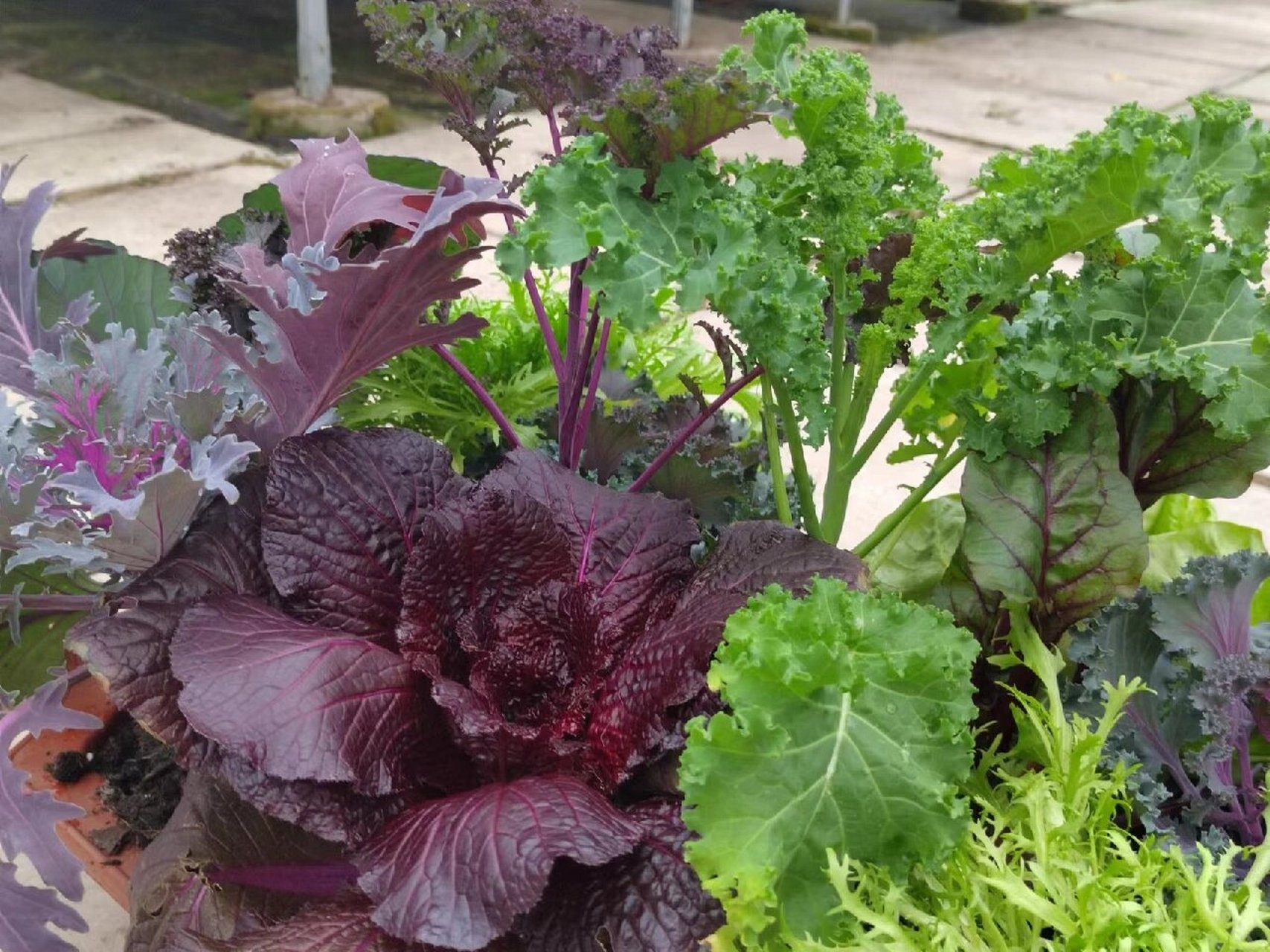 紫色白菜 奇妙的食用景观蔬菜系列(2)———紫白菜.