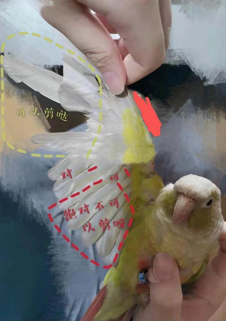 鹦鹉剪羽教程图片