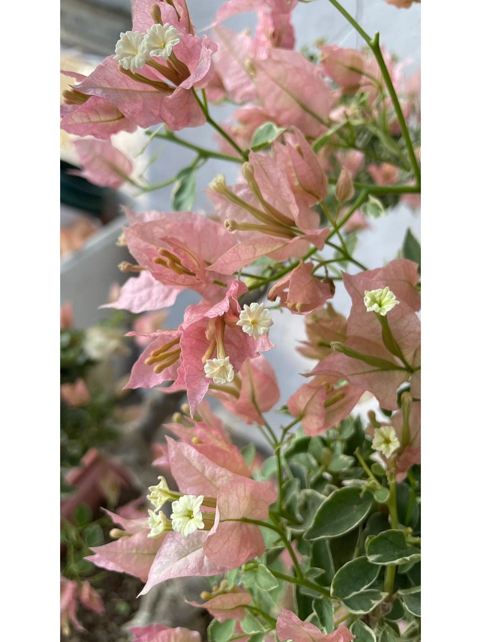 三角梅-少女心 最近大热的品种～～少女心,花叶均细细小小,很嫩的肉