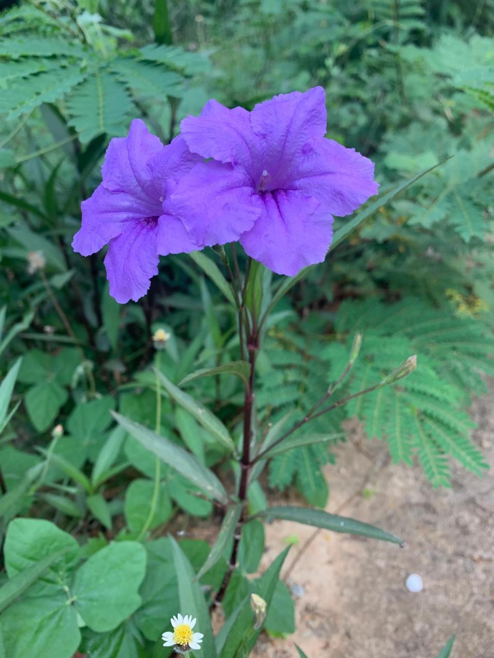 海南常见的花图片