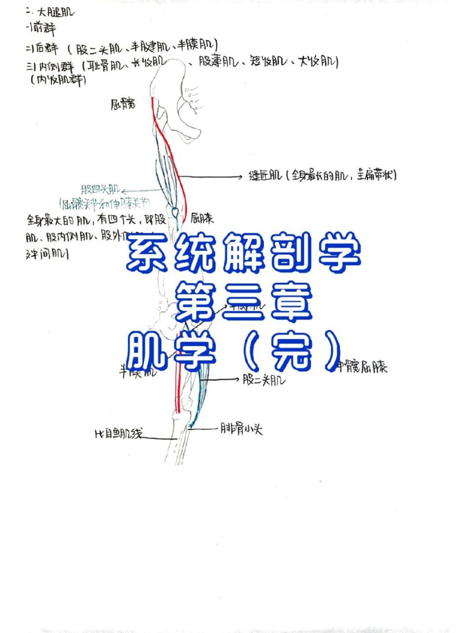 大腿肌(前群 后群 内侧群) 小腿肌(前群 后群 内侧群) #解剖学# #医学