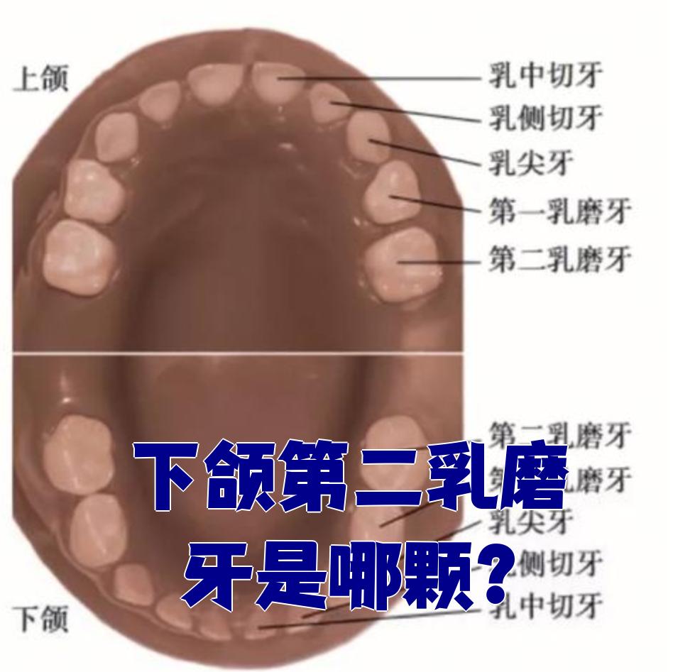 下颌第二乳磨牙就是下颌乳牙列最后面那颗牙