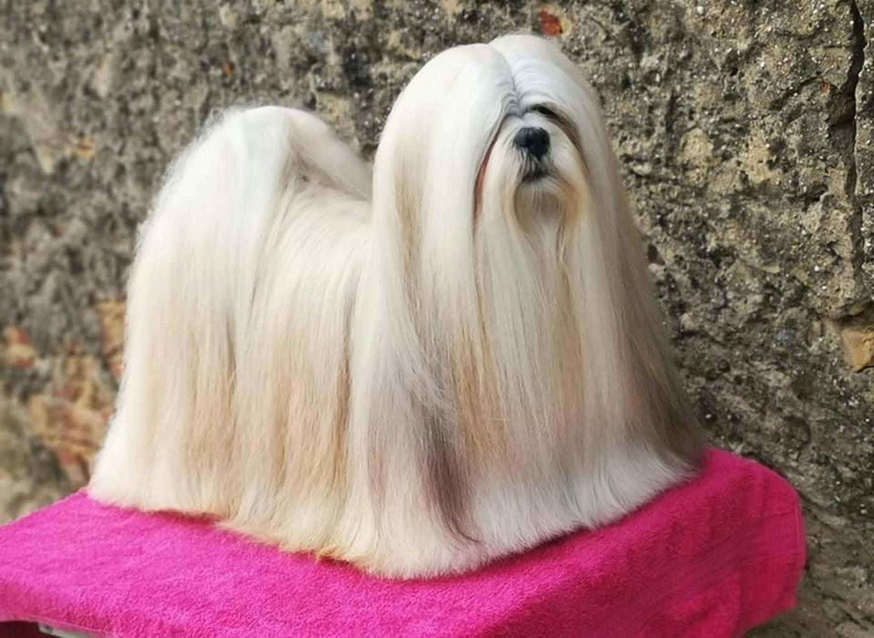 常见狗狗品种长毛图片