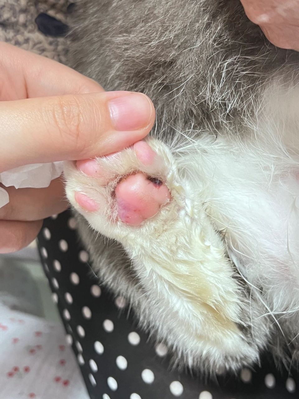 猫脚垫红肿 脚垫干燥脱皮现在还有点红肿淤青什么鬼,右边还有点那种