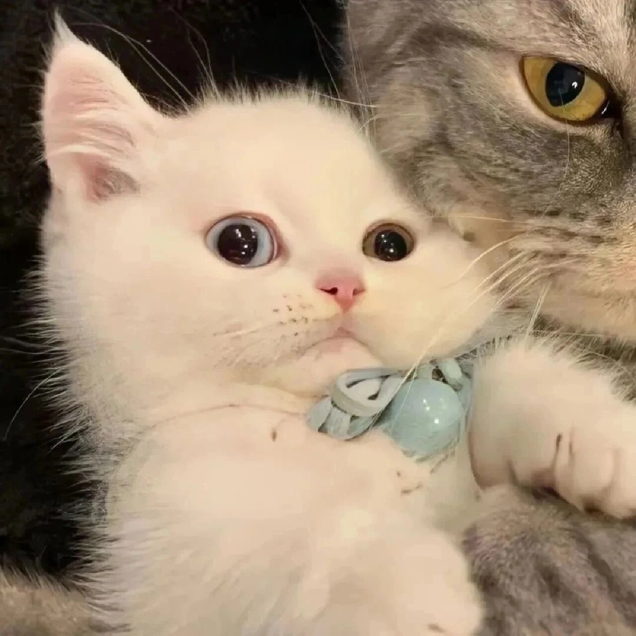 情头合集‖超可爱动物情头 修勾和修喵超配的(图源网络)