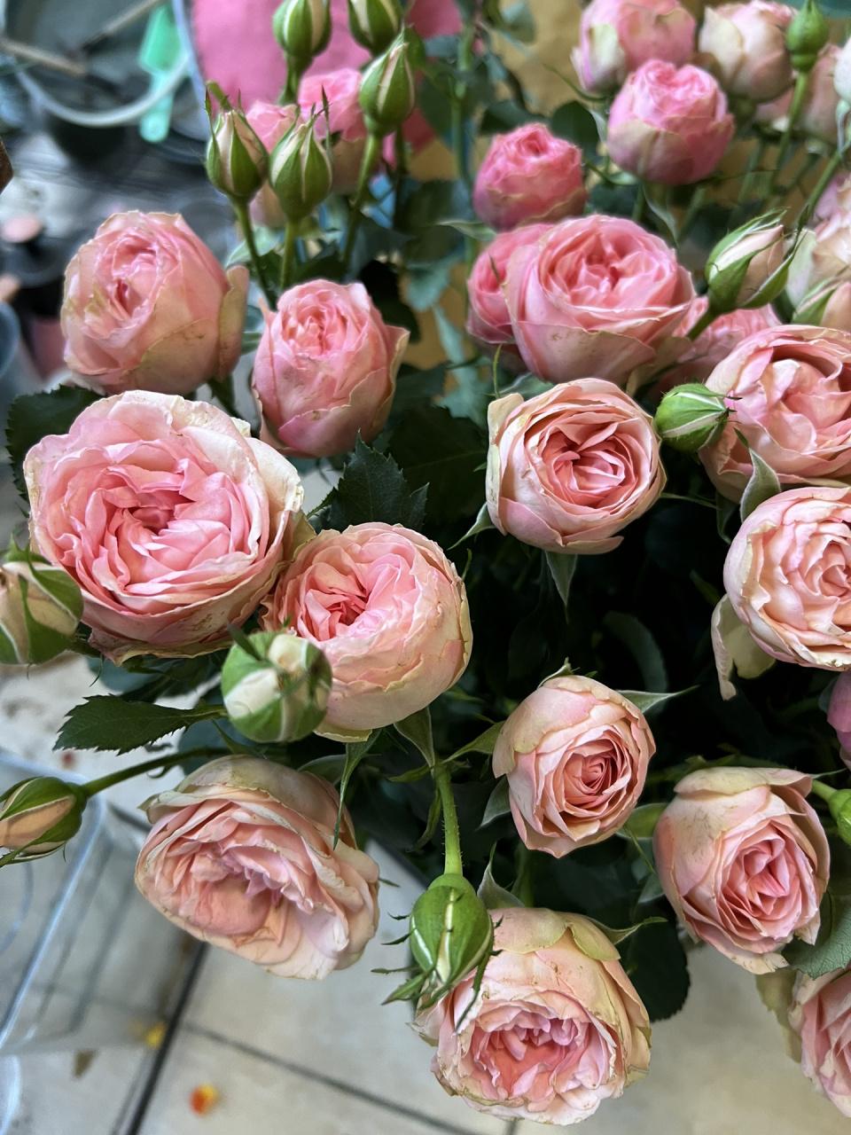 玫瑰|多头玛丽公主(俏溪阳)  341. 多头玛丽公主.