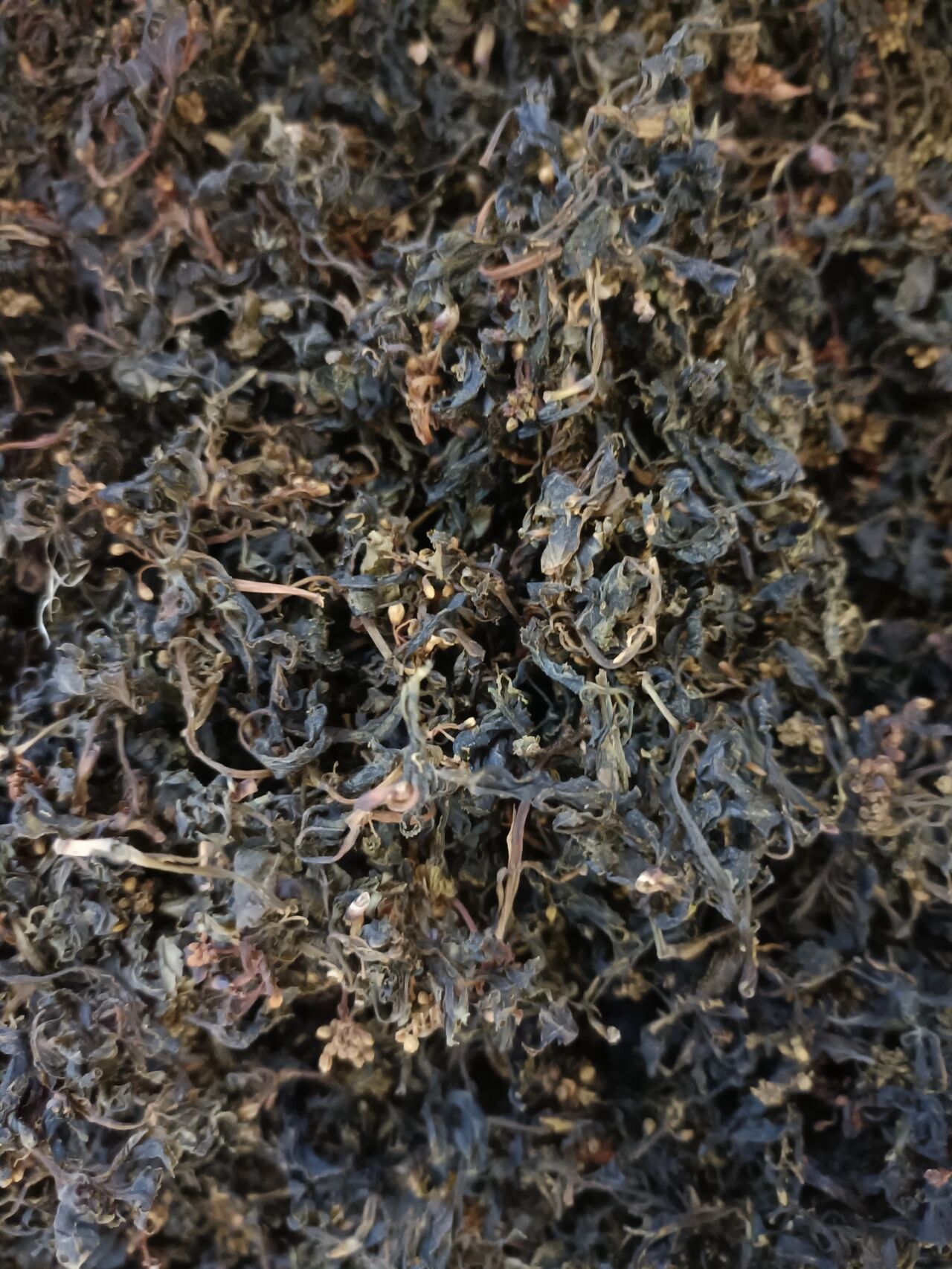 大山里采摘的野生花儿菜将军菜,土特产干货