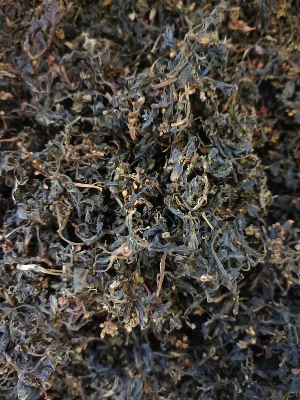 大山里采摘的野生花儿菜将军菜,土特产干货