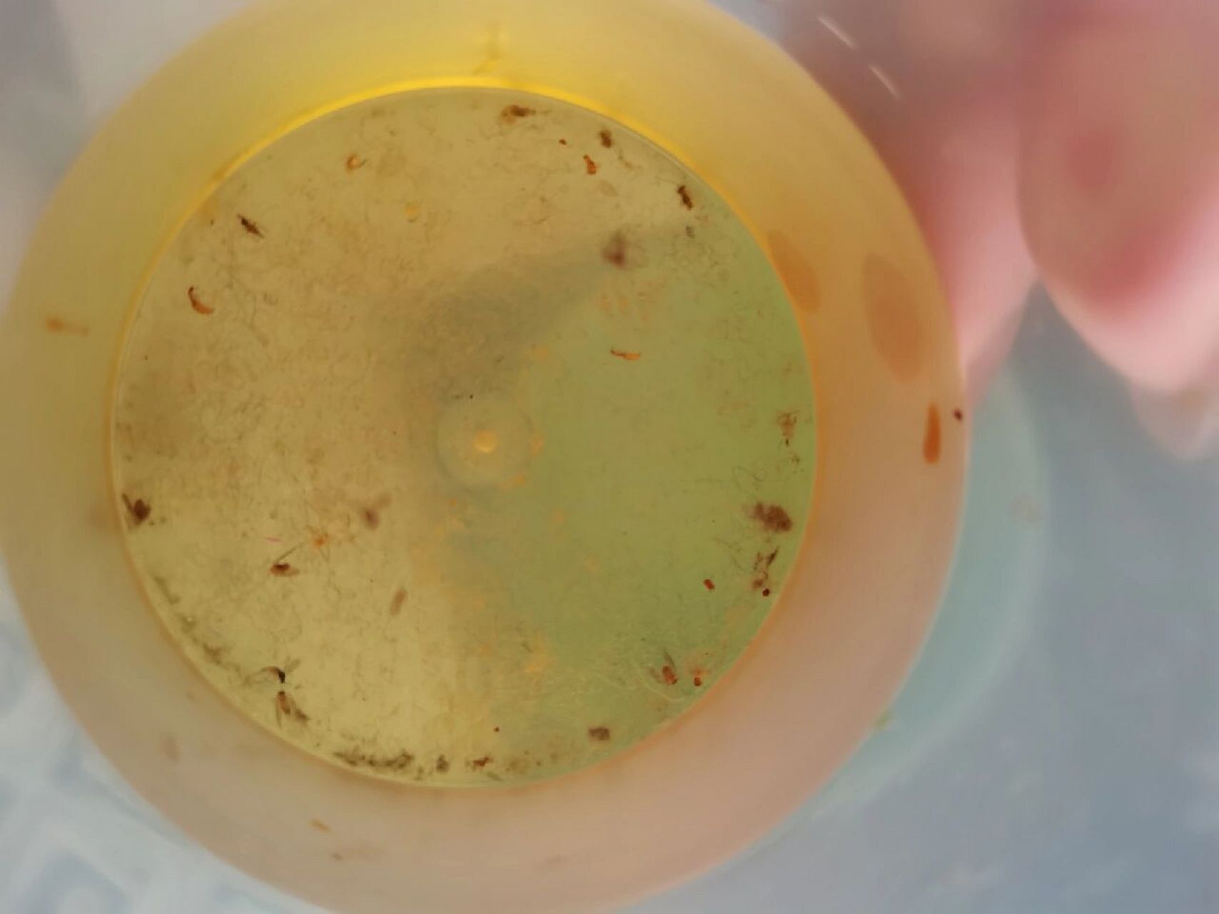 最近床上有像蚂蚁一样的虫子咬 蒽顾名思义这个虫子叫(肿腿蜂) 长那么