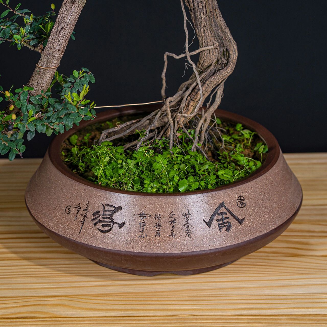 铁包金盆景的养殖方法 1,土壤搭配 基本上所有盆景植物的土壤标配,都