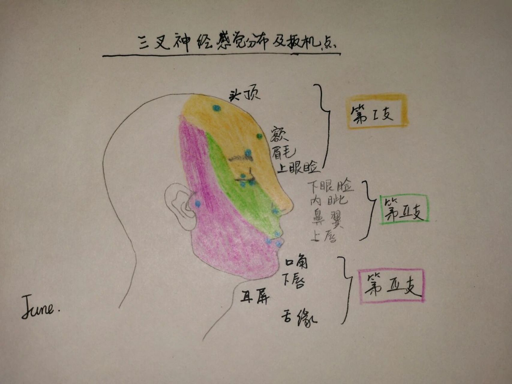 简图|三叉神经痛扳机点分布