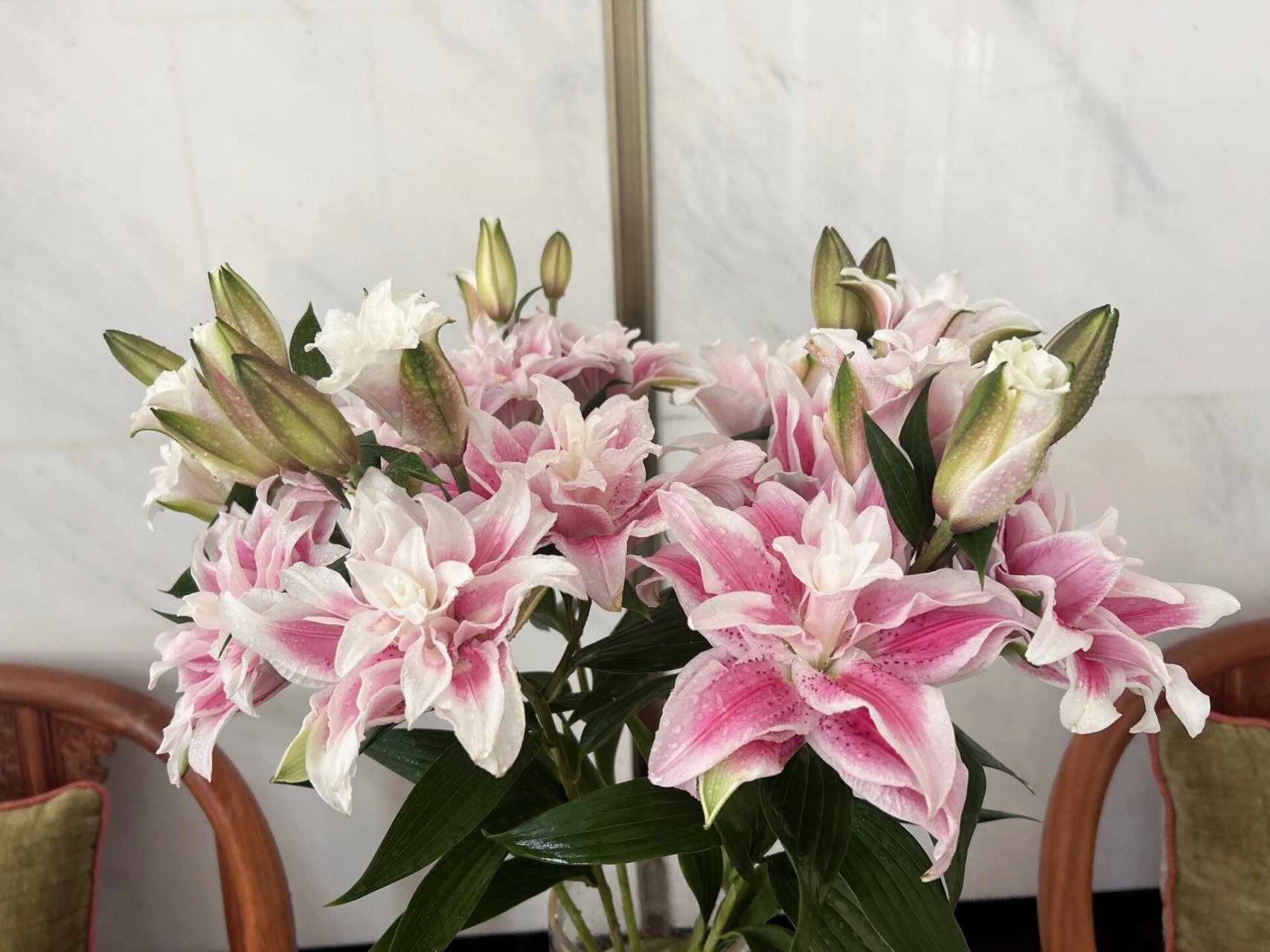 养花日记96—伊莎贝拉百合  伊莎贝拉被誉为百合中的皇后9594