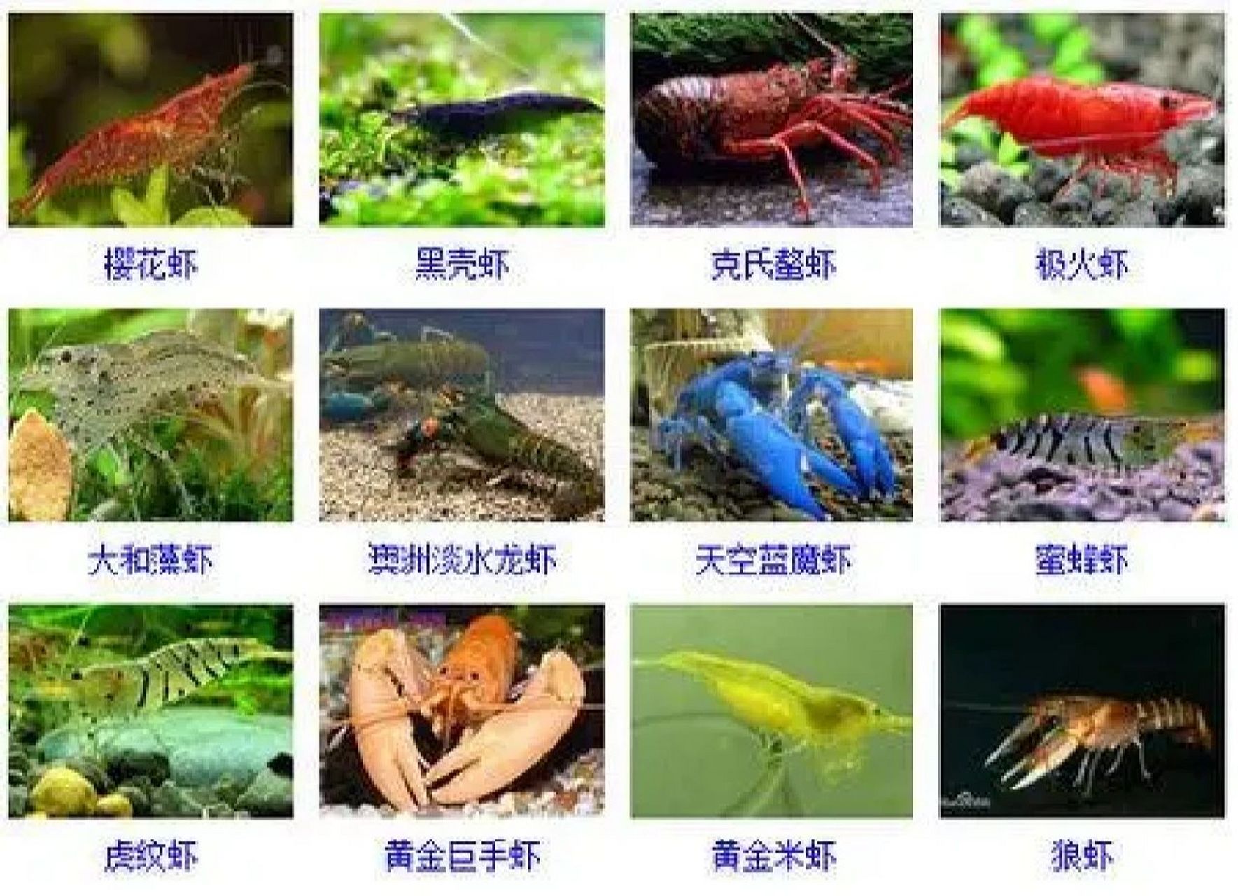 虾种类品种图片