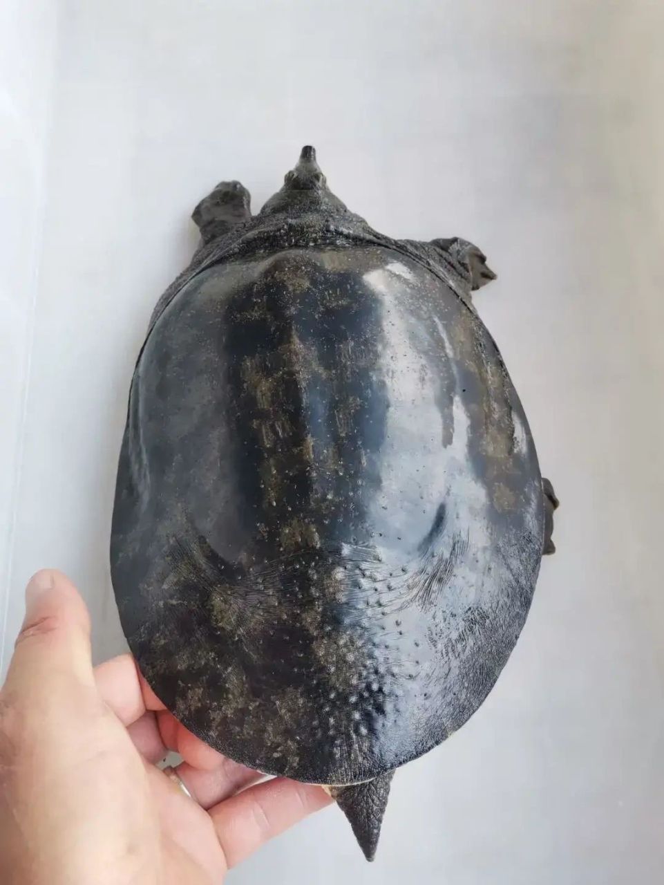 黑甲鱼,估计很多人,都没见过