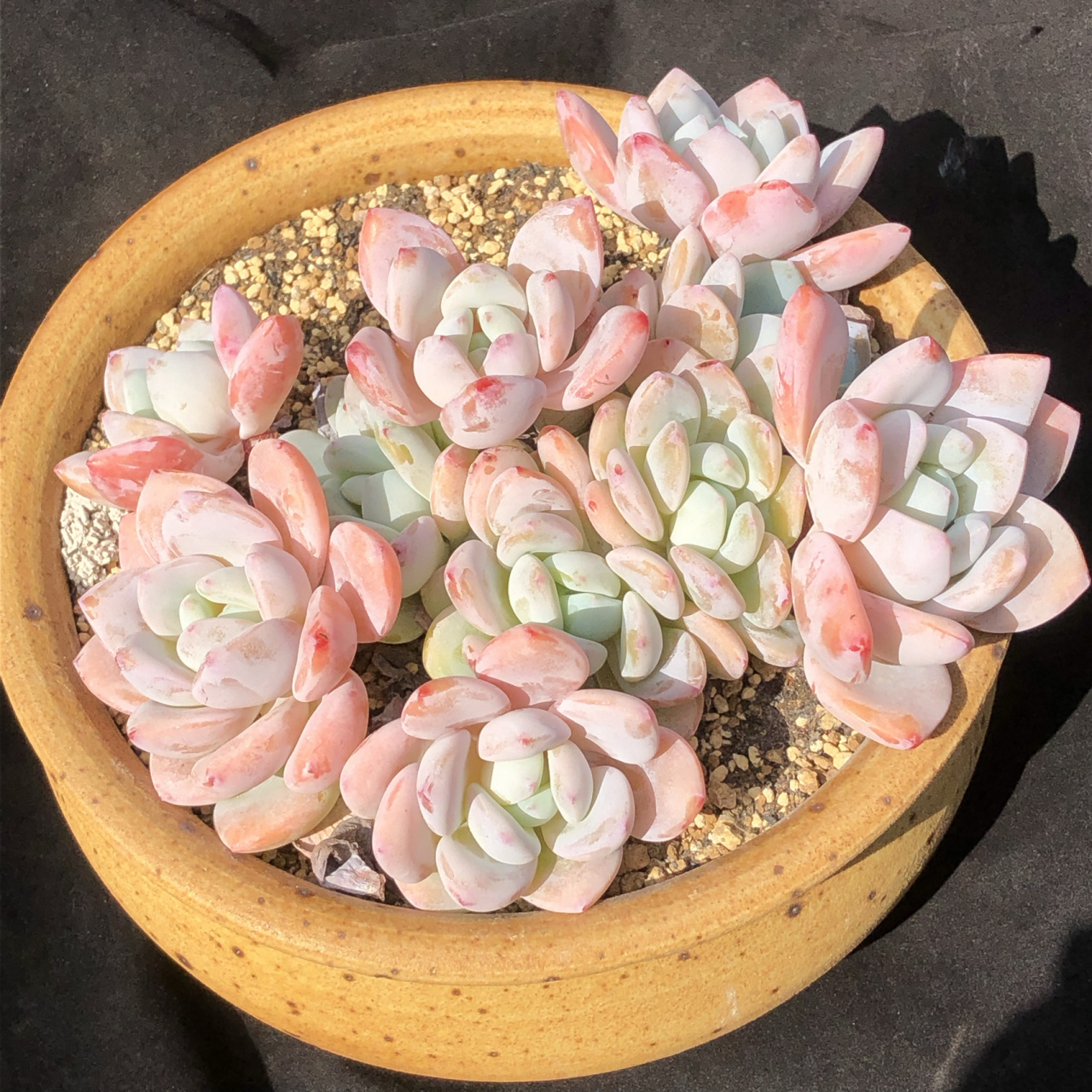 冷香的盛世容颜篇「美好的多肉植物」 种草一波,以前冷香收不到大群的