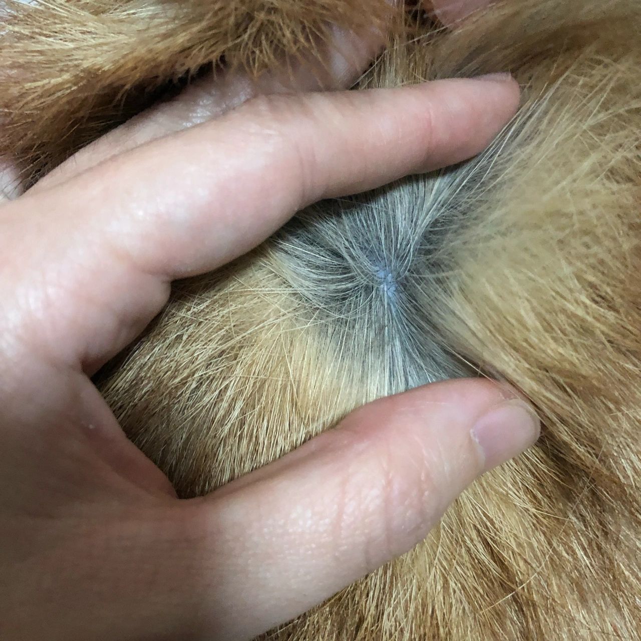 狗狗皮肤变黑怎么办 我家柯基狗子一岁多了,之前是粉色的皮肤,今天撸