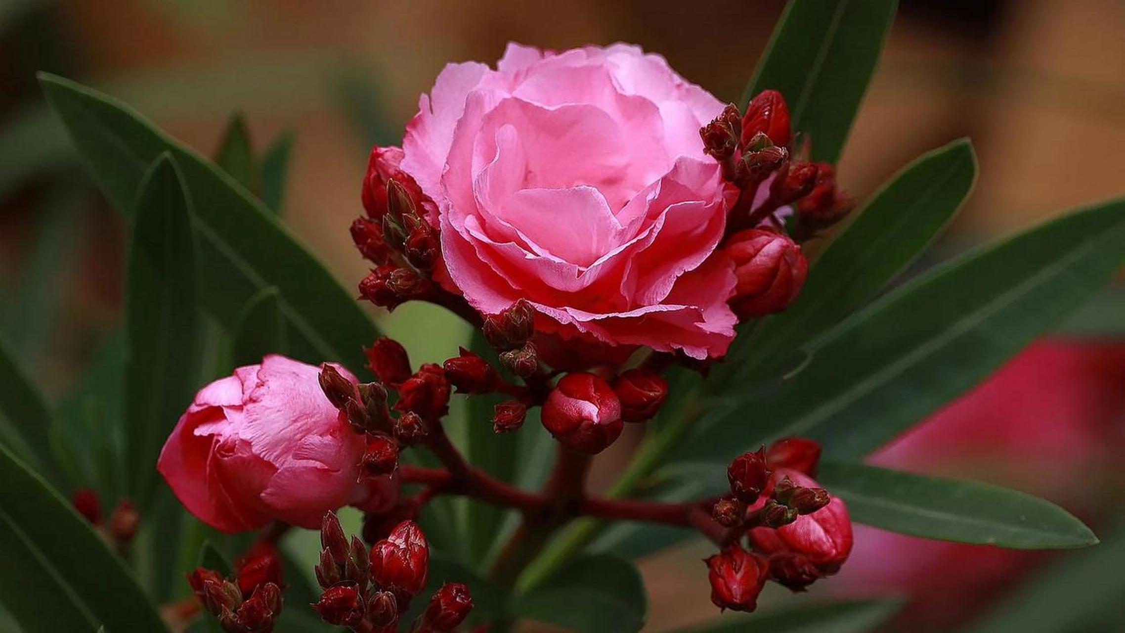 冷知识 奇怪的冷知识 夹竹桃真的有毒么?