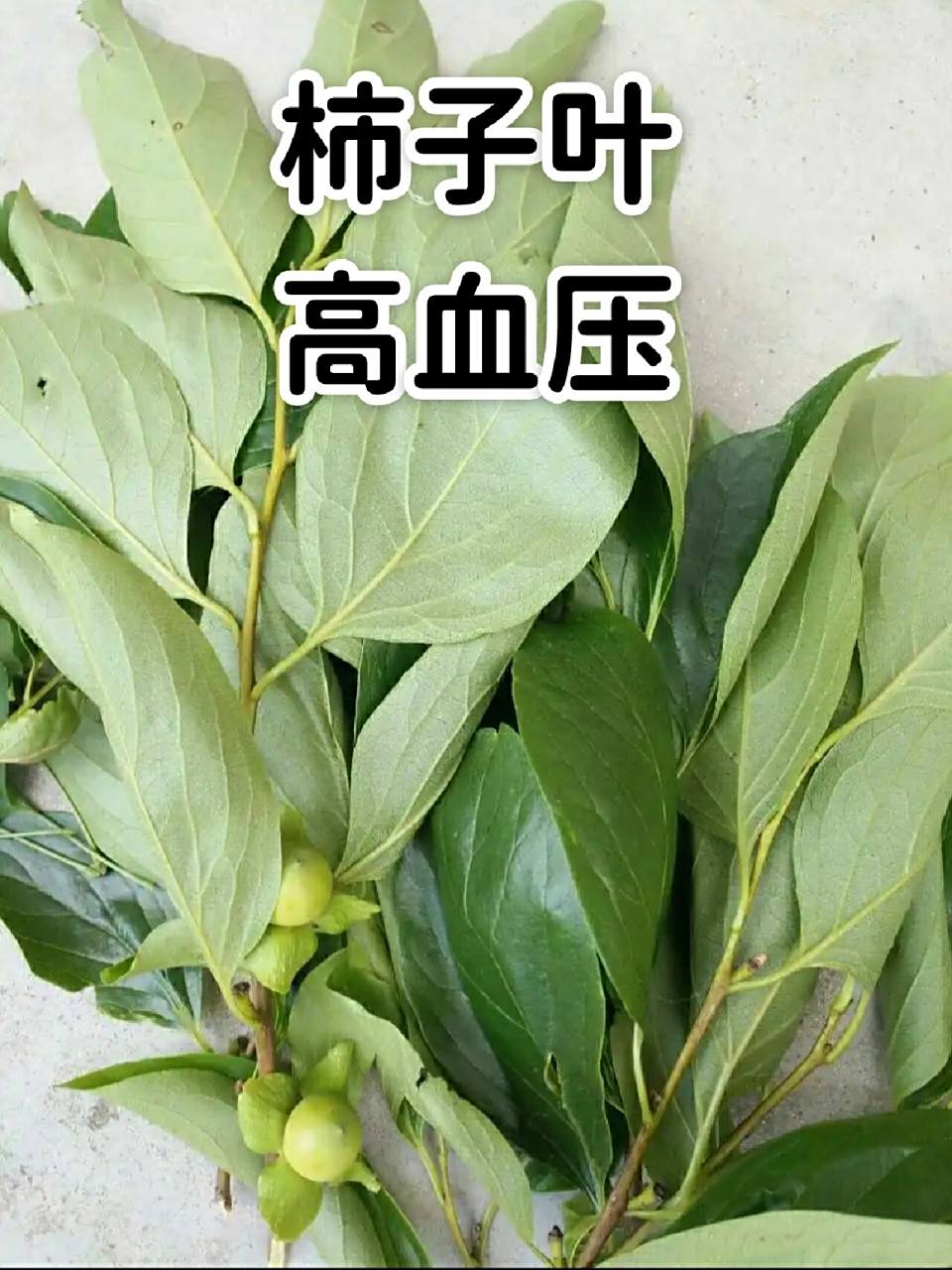 柿子叶有一个神奇的作用 柿子叶芽根对高血压神了: 春天的柿子树刚