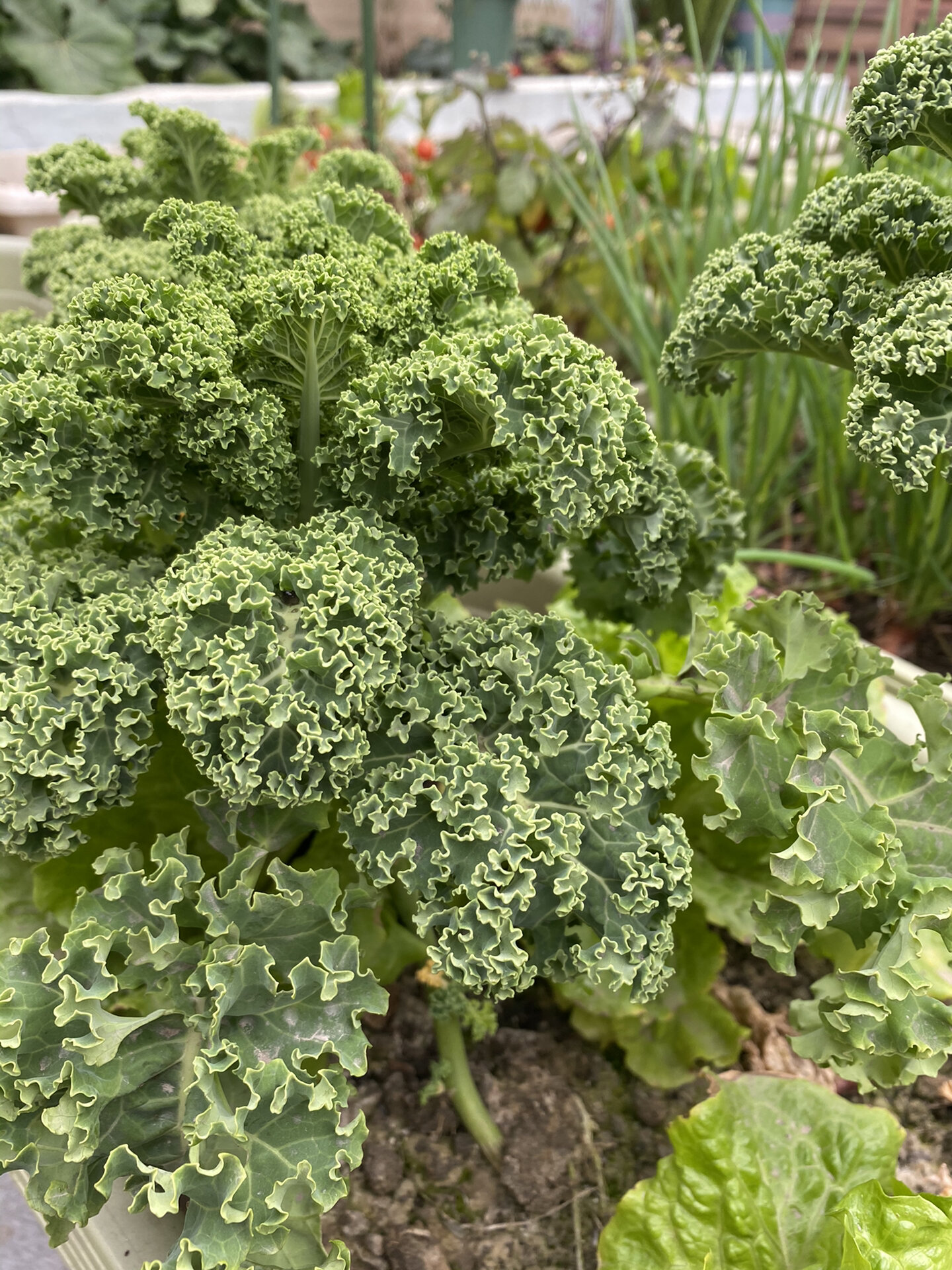 最好种的菜之一:羽衣甘蓝 当初种这个菜是觉得它营养价值高 	 榨汁