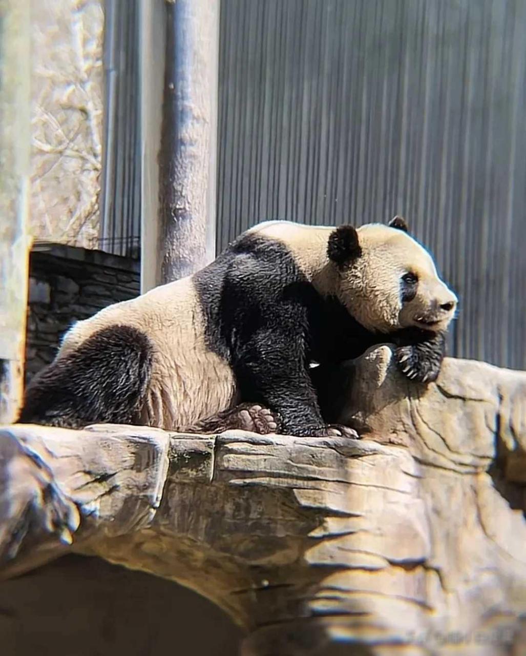 近日,动物园内备受瞩目的大熊猫"泰山"重回大家的视线.