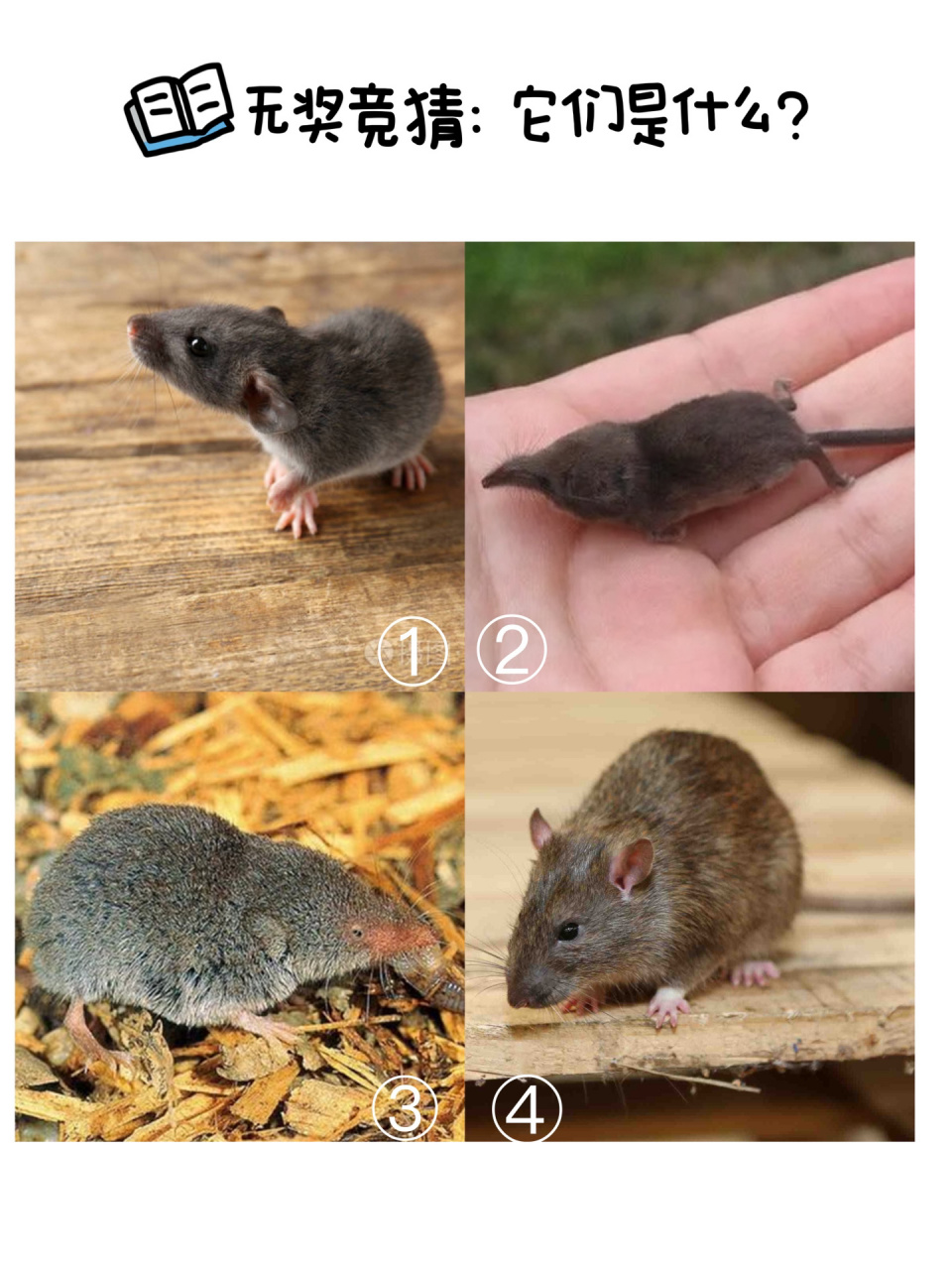 鼩鼱属于食虫目,算是益虫.