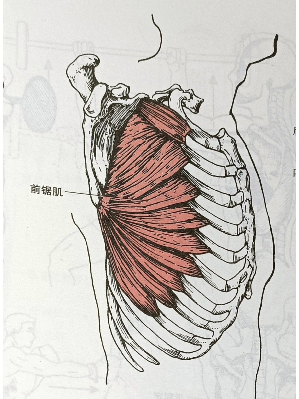 解剖-前锯肌 前锯肌(serratus anterior) 部位:在胸廓侧面.