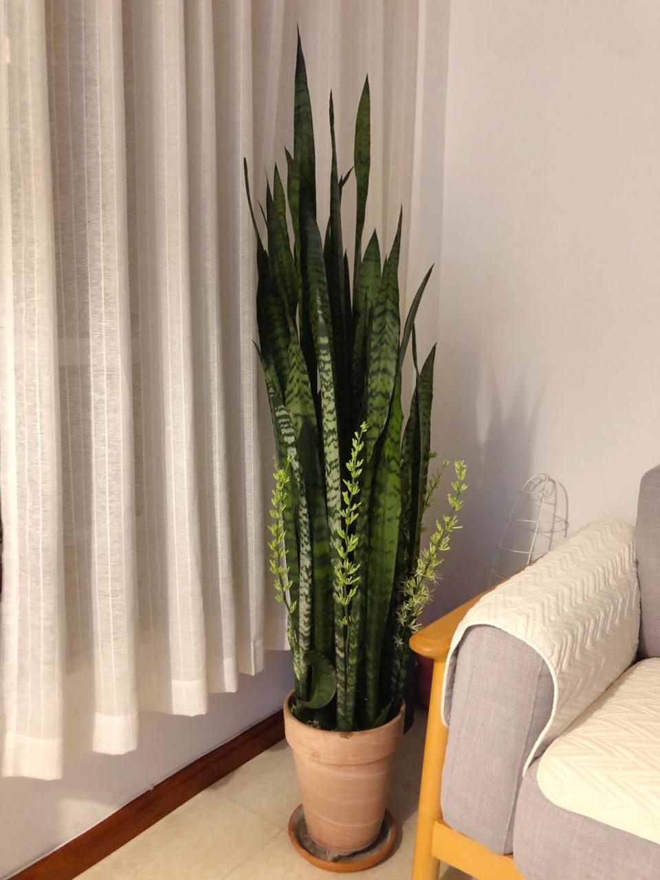 👀  虎皮兰,这个平时默默无闻的室内绿植,竟然也能绽放