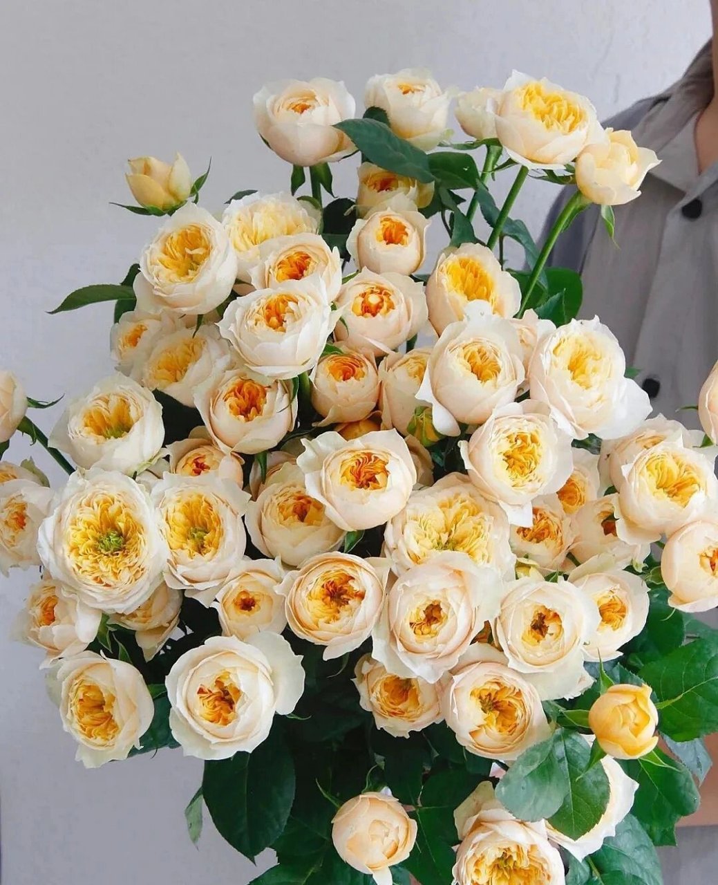 橙黄色玫瑰系列 第四种:黄蝴蝶 黄蝴蝶属于中花型多头玫瑰,花瓣呈鹅