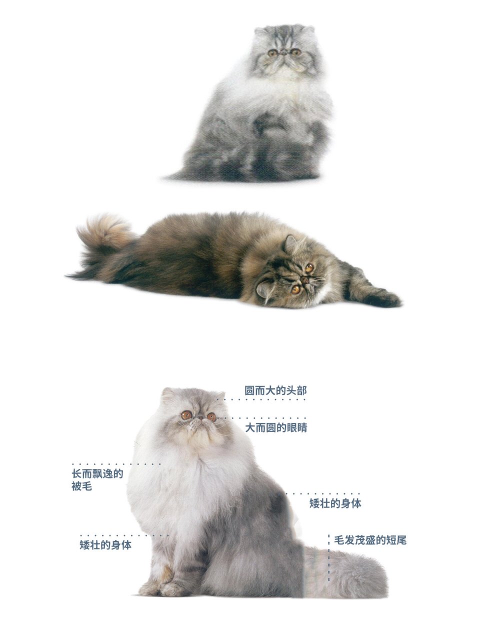 长毛猫品种大全 名字图片