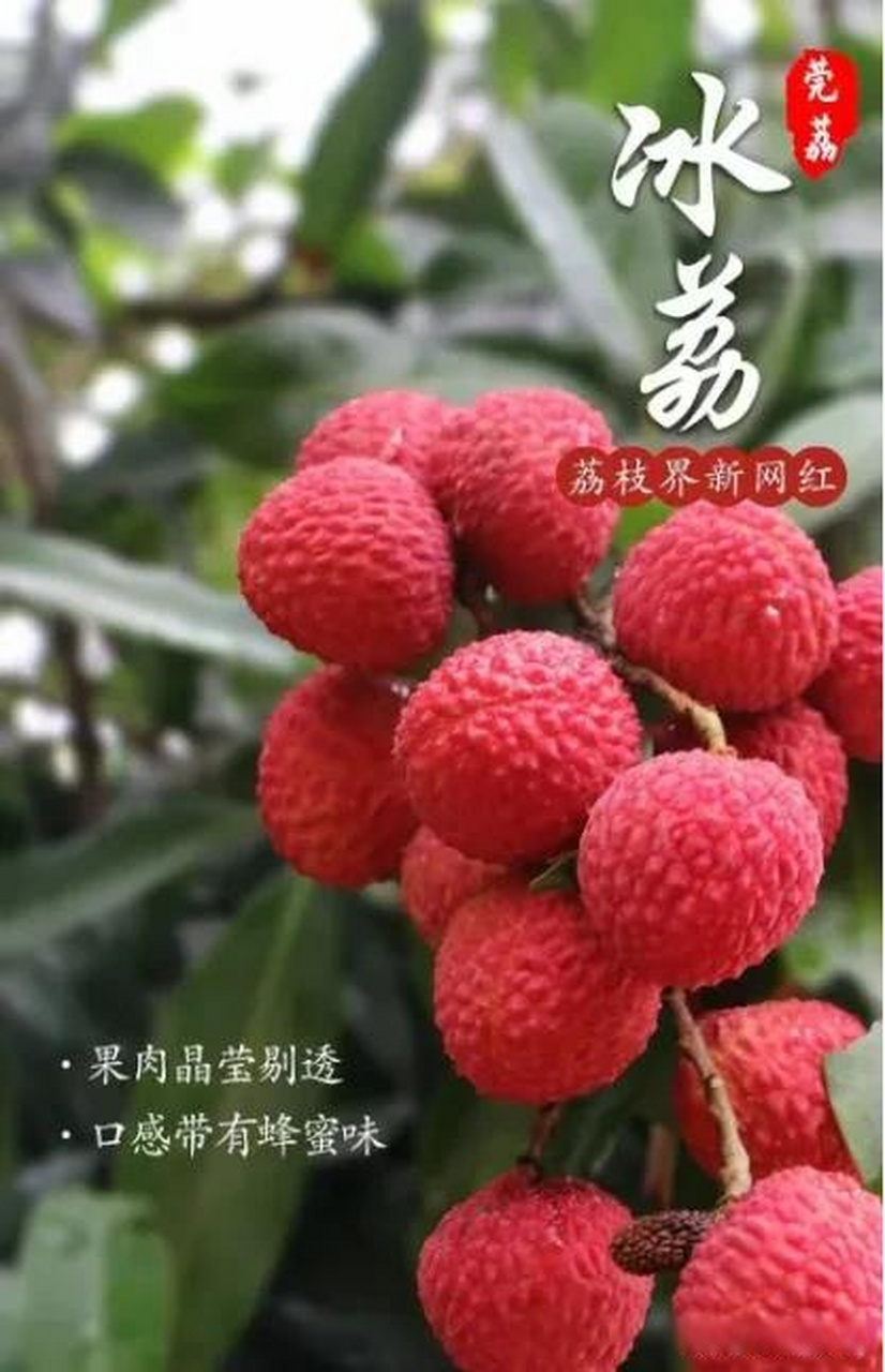 新品种荔枝苗,冰荔荔枝苗,冰荔荔枝嫁接果苗,营养袋苗木.