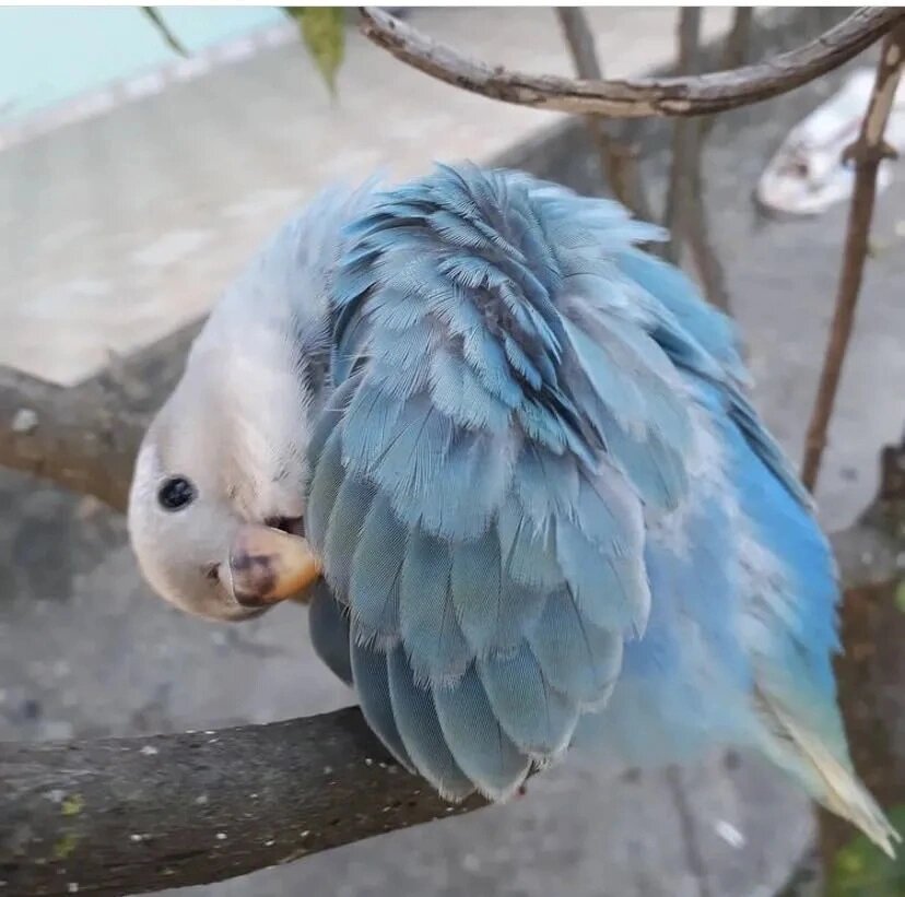 97牡丹鹦鹉品种大全971297蓝闪97 92牡丹鹦鹉品种颜色如何