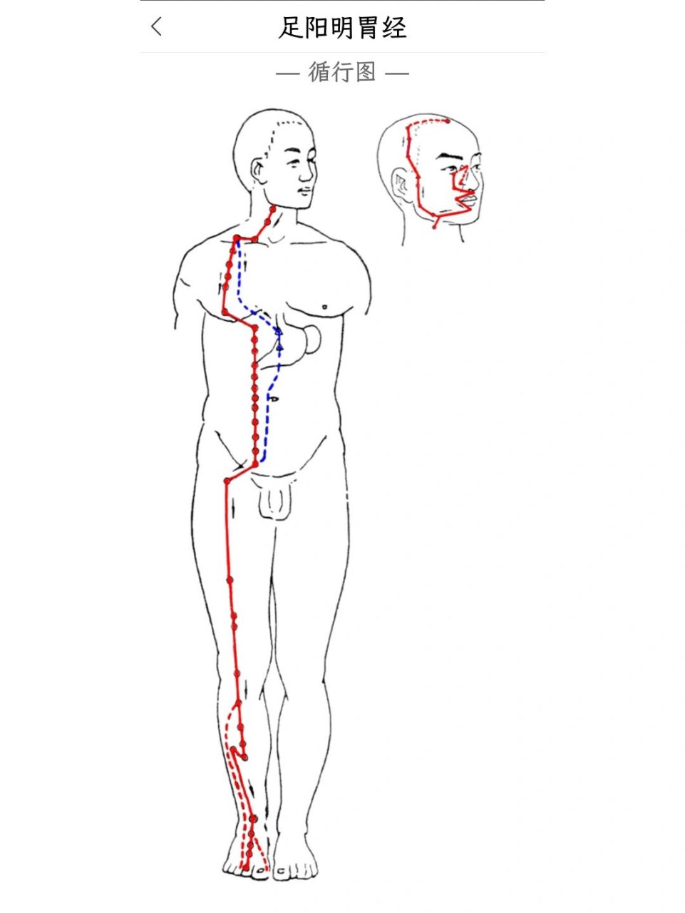 足阳明胃经 胃足阳明之脉,起于鼻,交頞中,旁约太阳之脉,下循鼻外,入上