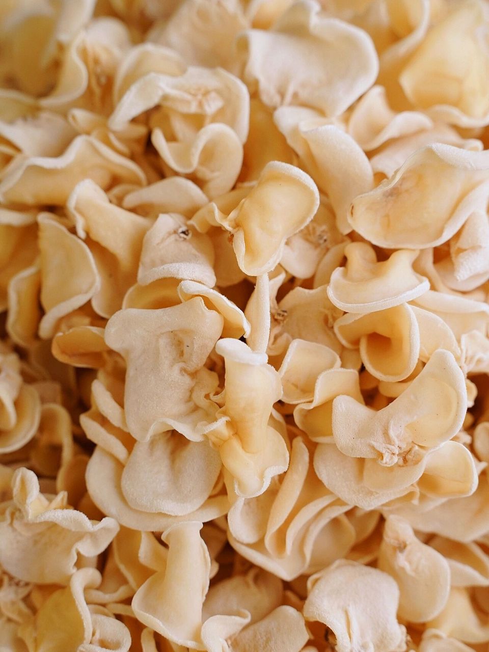 历代皇家贵族"延年益寿"必吃东北白玉木耳 ✅白玉木耳,在南方地区俗