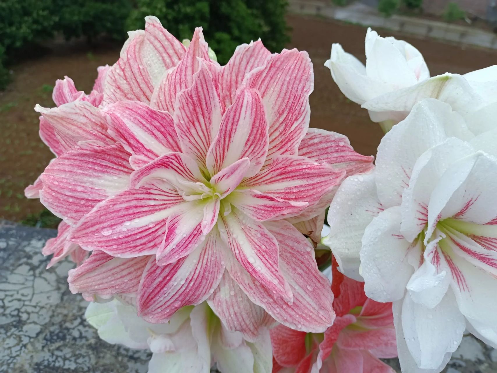 朱顶红——美丽仙女 冷门大花品种,不太好养