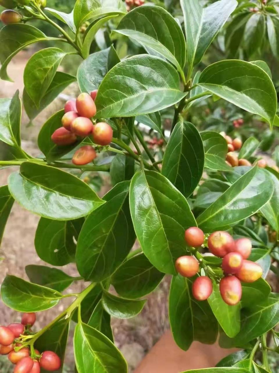 马比木,别名,臭树,赖蛤蟆树,大量收购!