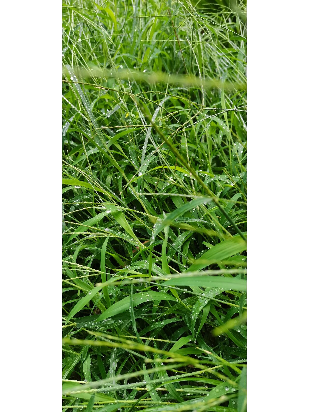 马唐草~ 小时我们把这种草叫抓地龙,甭管是玉米地,烟叶地,还是西瓜地