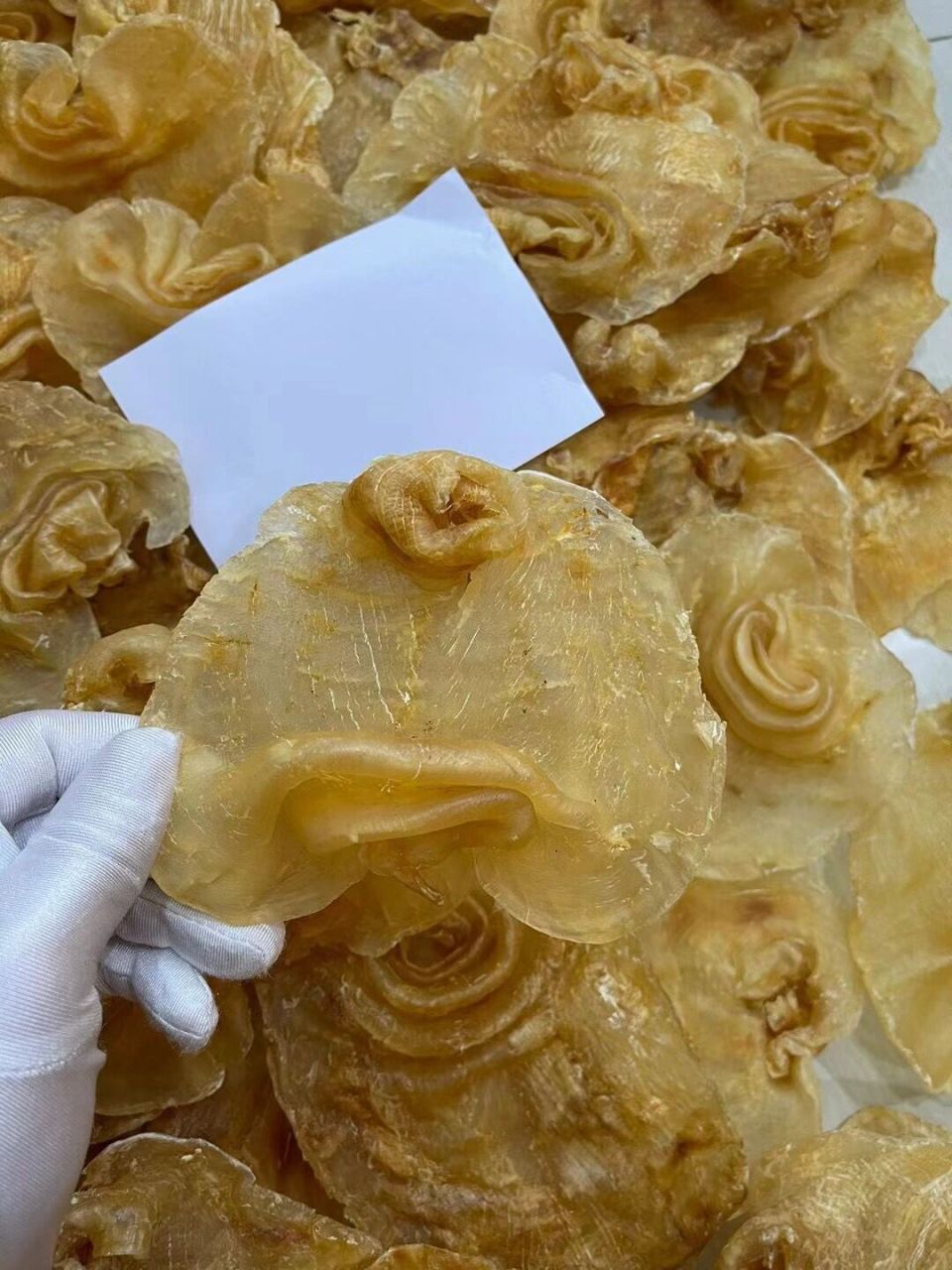 5-6头28-30头印尼赤嘴胶901000米/斤起 5-6头印尼赤嘴胶901570米