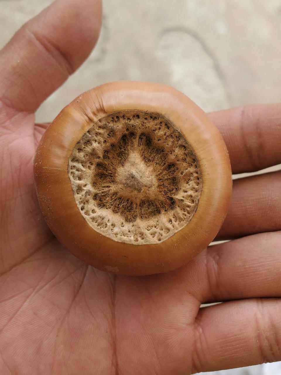 出来比,还有比这更大的壳斗科果实吗?