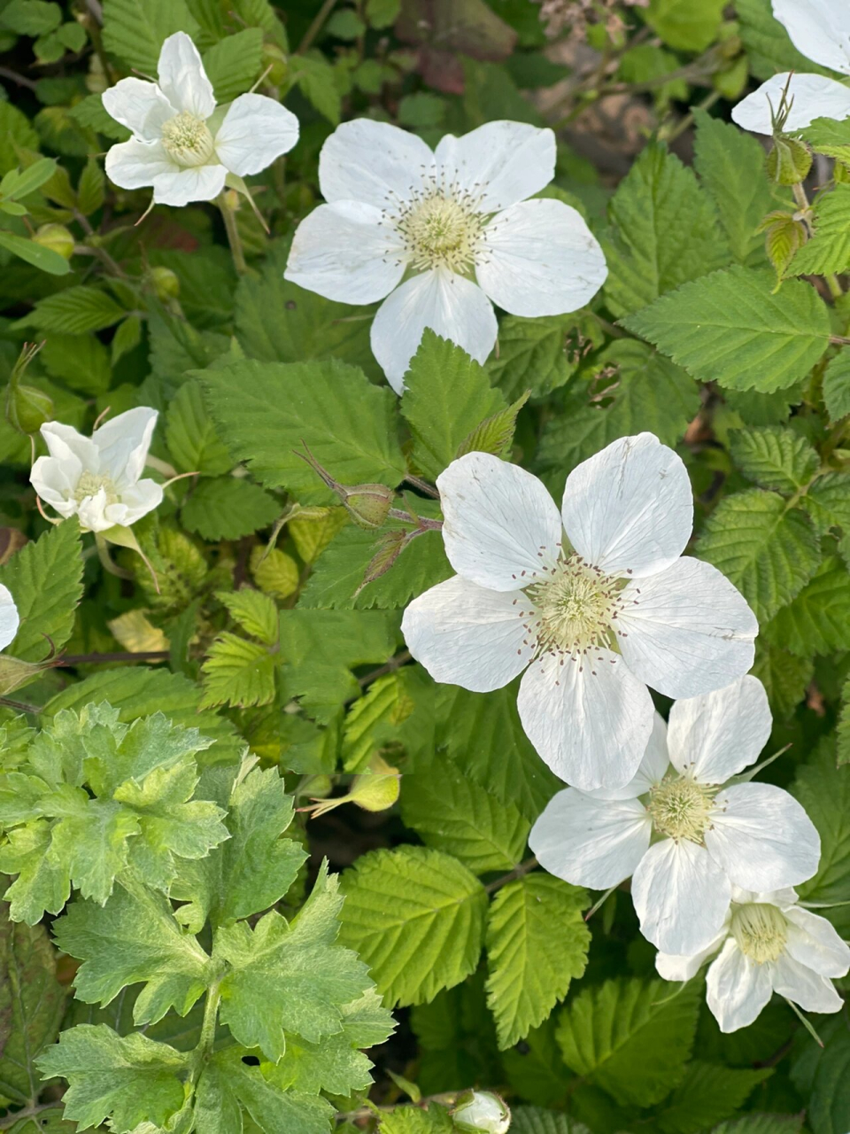 野树莓花