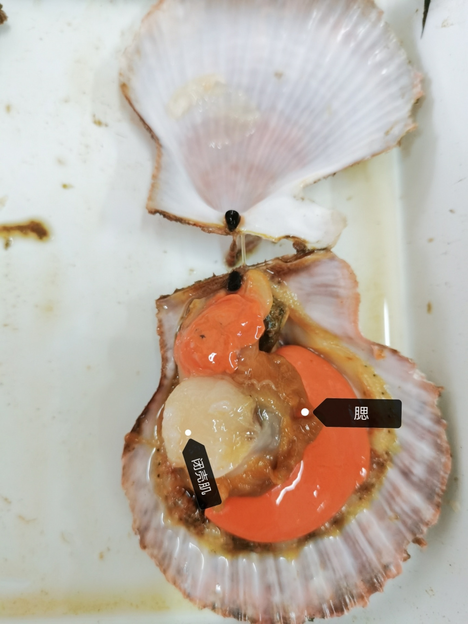 解剖紫贻贝,栉孔扇贝