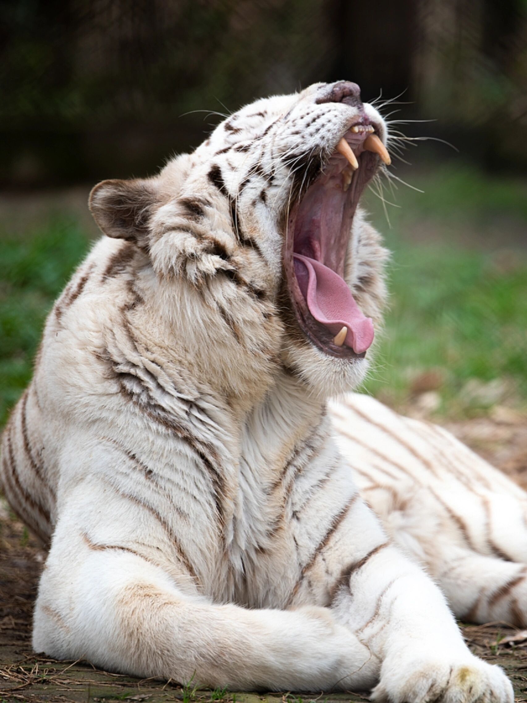 大嘴篇 动物们经常会张开大嘴,不论是打哈欠,吃东西