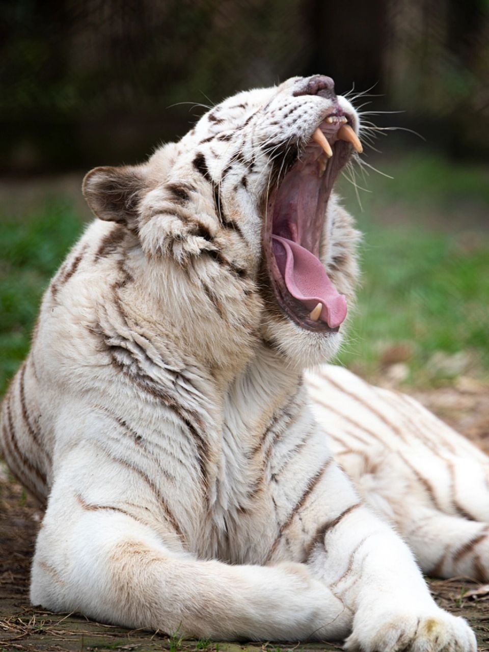 捕捉动物的表情包|大嘴篇 动物们经常会张开大嘴,不论是打哈欠,吃东西