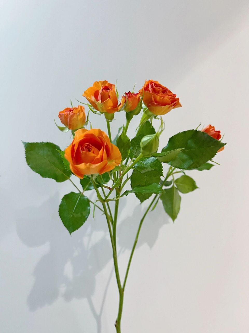 每日认识一种花材32 | 橙色芭比(多头玫瑰 7715花材:橙色芭比.