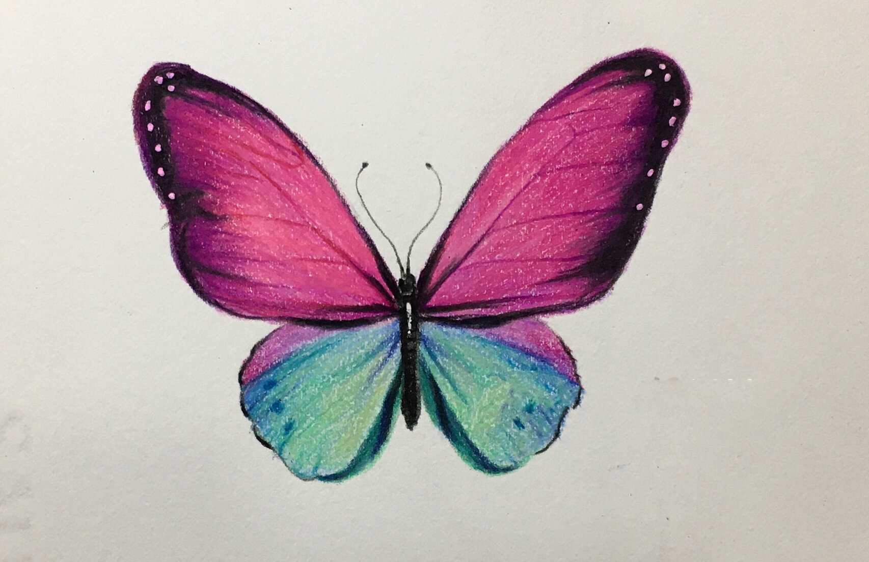 彩铅蝴蝶分享,有步骤图哦 绘画工具:尼奥尼72色彩铅,获多福细纹水彩纸