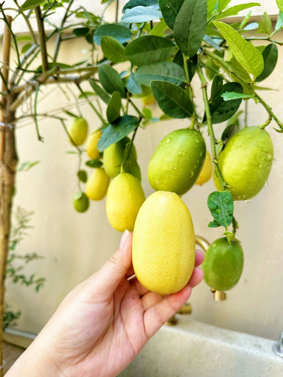 台湾香水柠檬种植方法详细说明 种好一颗台湾香水柠檬的关键很简单