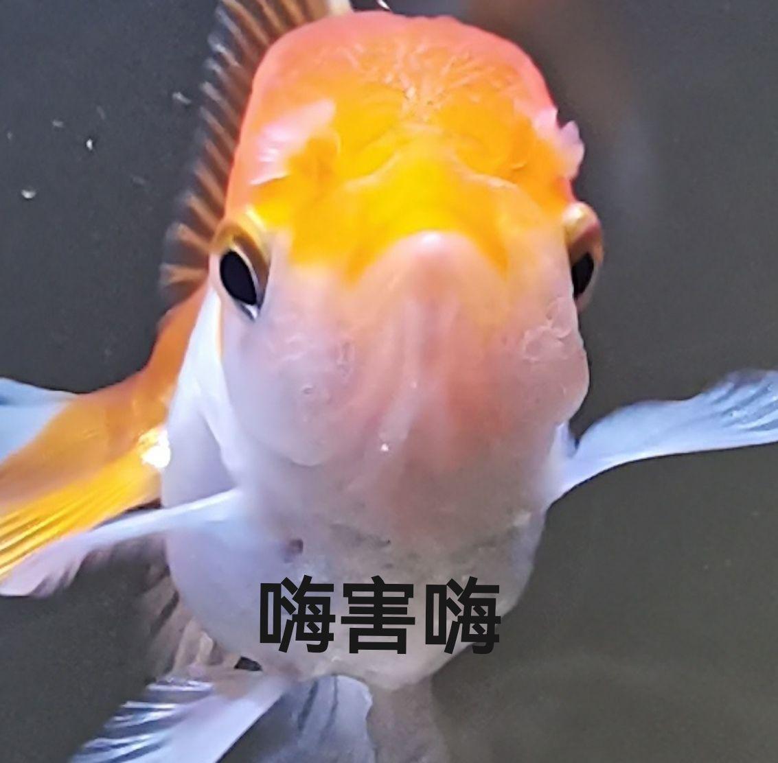 有哪些有关鱼的表情包
