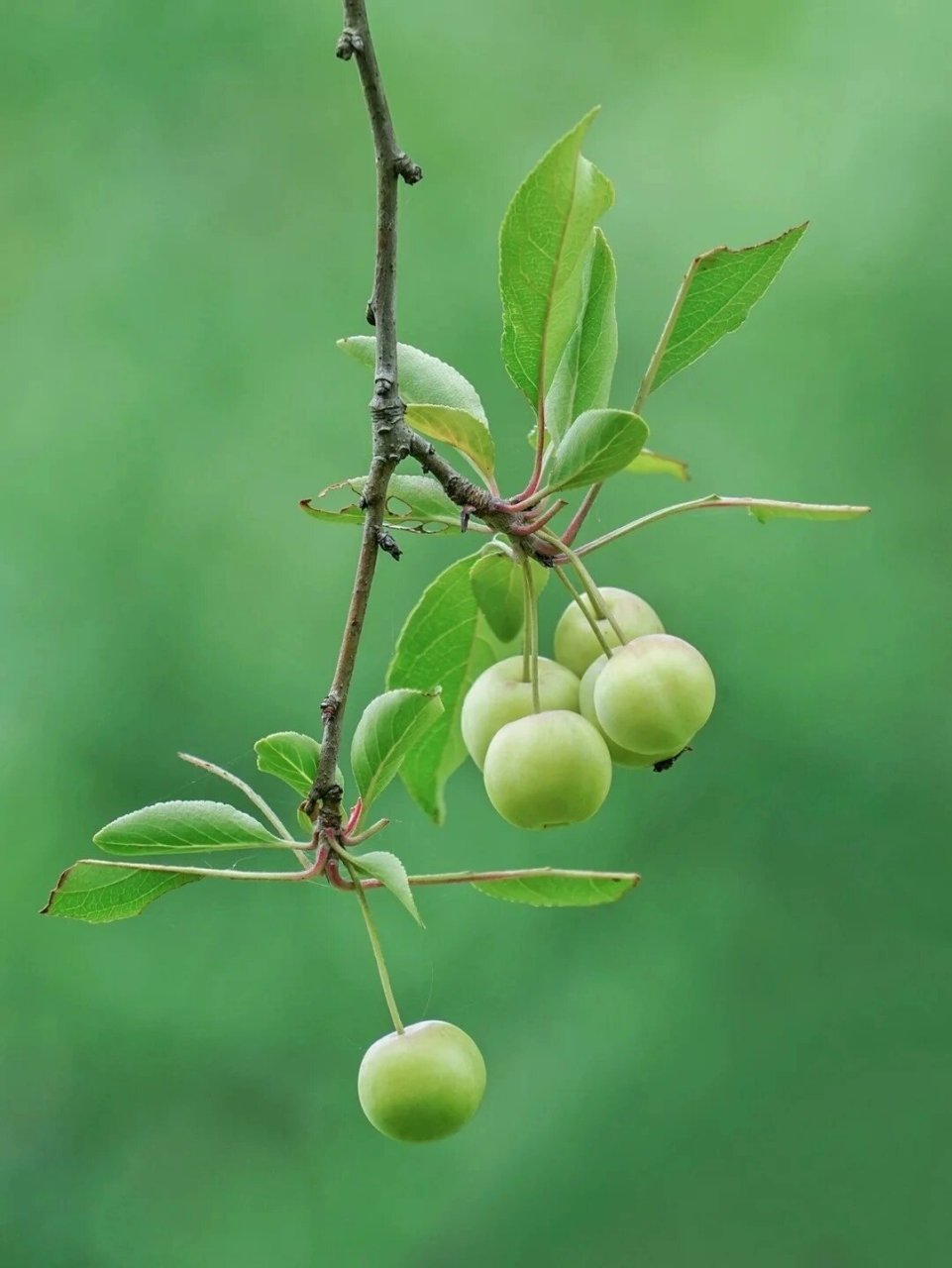我的微信聊天背景 我的微信聊天背景图用的是绿色的底图,让视力疲劳