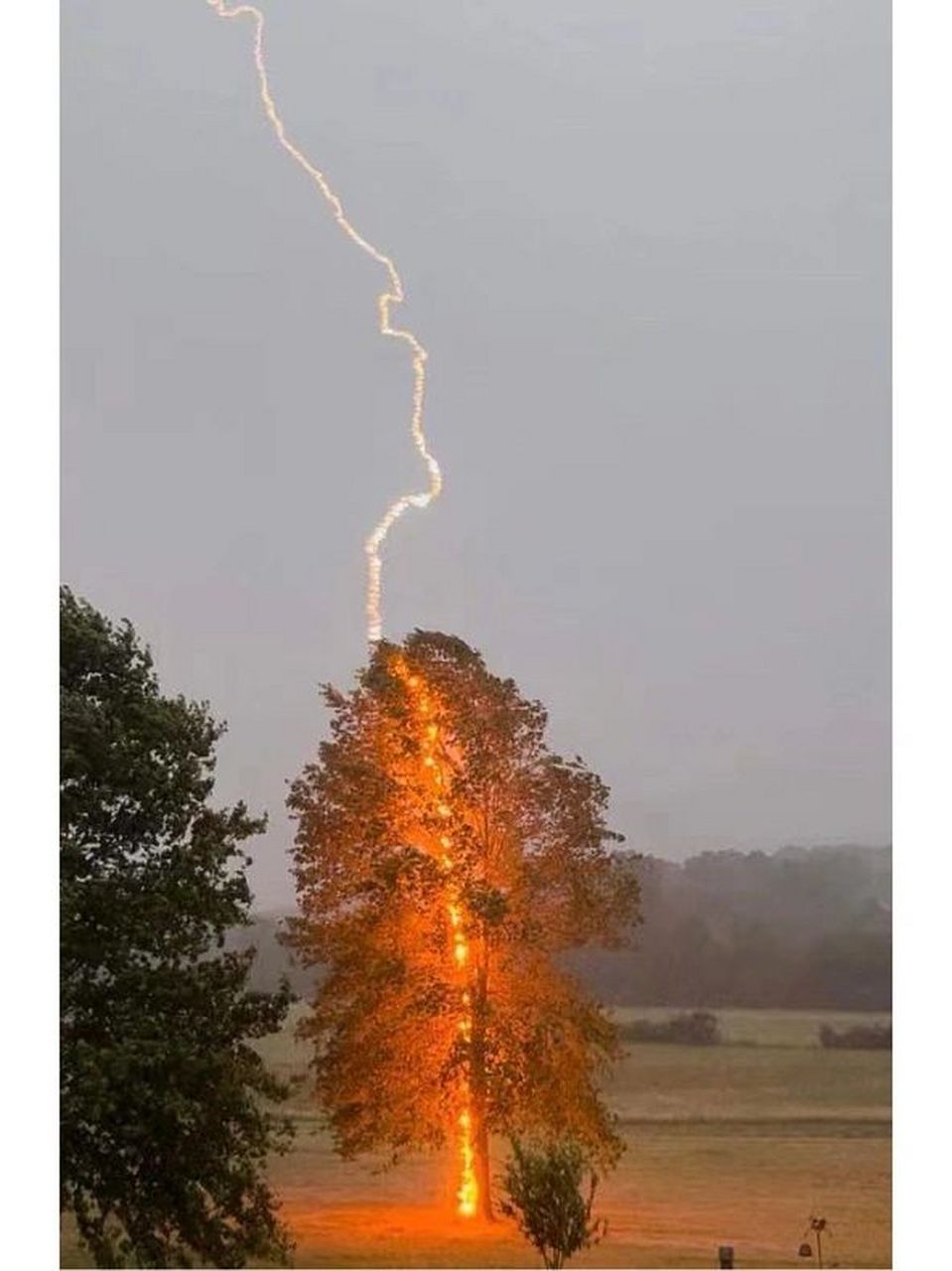 为什么打雷的时候不能站在树下 因为会从上直接劈到最下面 	 ‼️