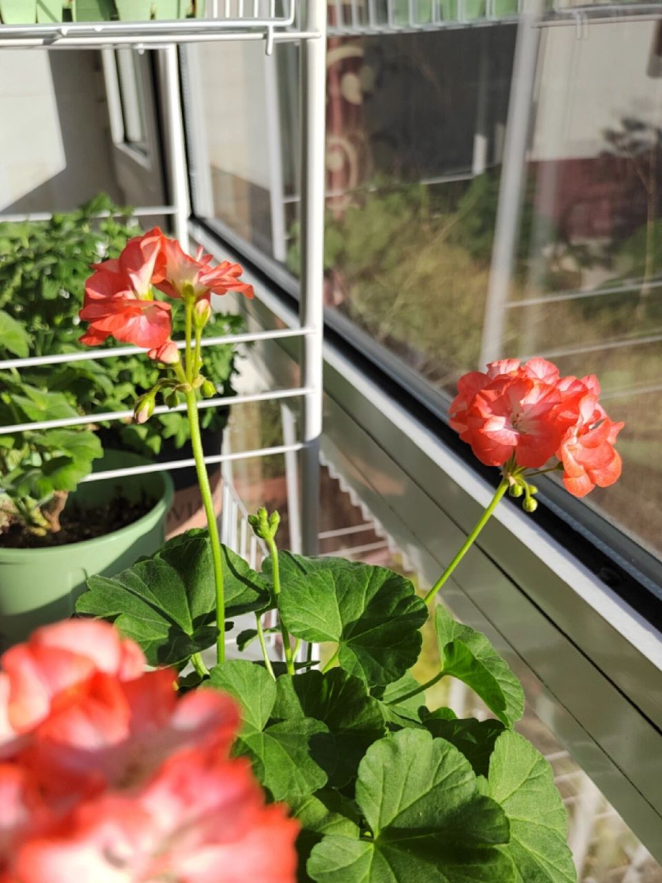 天竺葵98英格丽德 阳光下的英格丽德,饱和度特别高的艳橙色,靠近